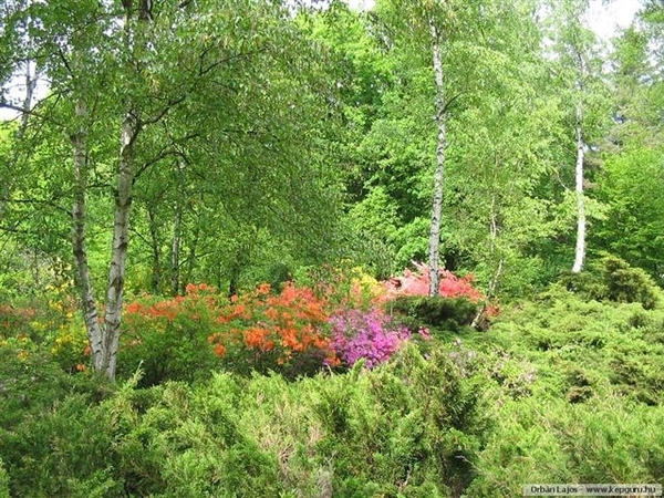 Arboretum 29 (Small)