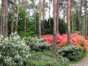 Arboretum 33 (Small)