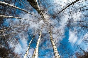 birch-trees-260838__480
