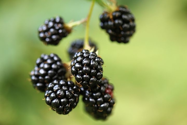 blackberry-3567817__480