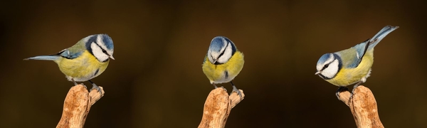 blue-tit-2910365__480