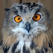 owl-3596751__480