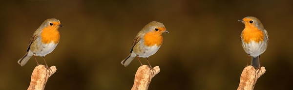 robin-2900029__480