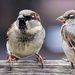 sparrows-2759978__480