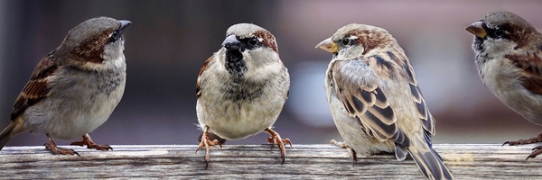 sparrows-2759978__480