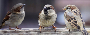 sparrows-2759978__480a