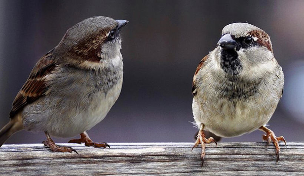 sparrows-2759978__480aa