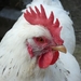 chicken-3584513__480