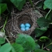 bird-eggs-3425657__480
