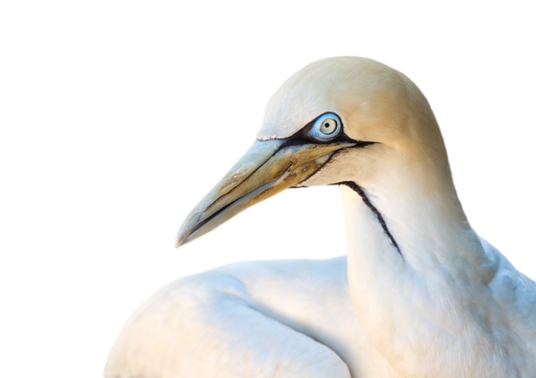 cape-gannet-3641978__480