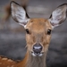 roe-deer-3544972__480