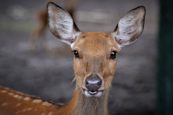 roe-deer-3544972__480