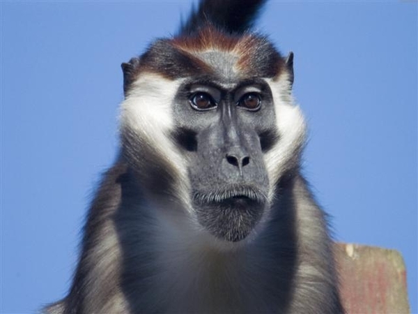 animals_%2819%29 (Small)