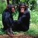 Chimpansees (Small)