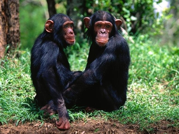Chimpansees (Small)