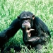 Chimpanzee (Small)