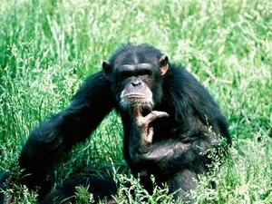 Chimpanzee (Small)