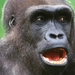 Gorilla (Small)