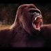 gorilla_1 (Small)