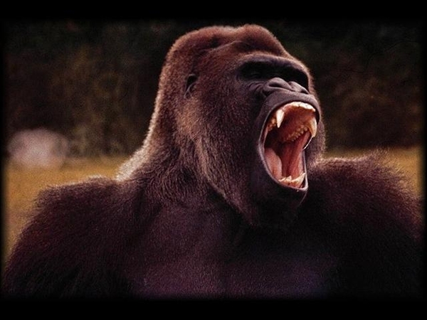 gorilla_1 (Small)