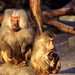 monkey_1 (Small)