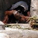 orangutan (Small)