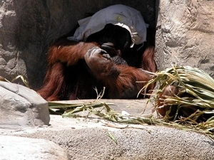 orangutan (Small)