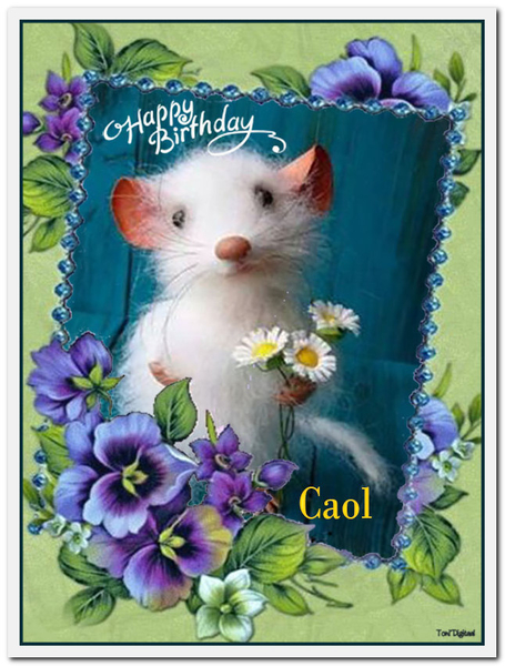 Caol