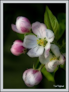 Porseleine lente groet