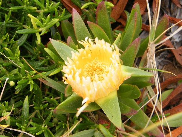 DSCF7450