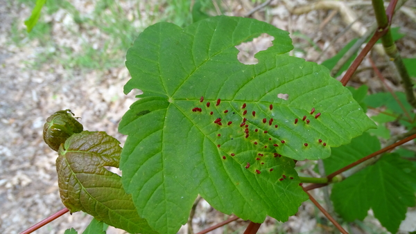 Esdoornhoornmijt 01(JA)