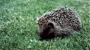 Egel 01