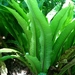 Tongvaren 01