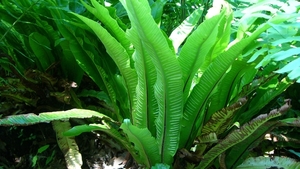 Tongvaren 01