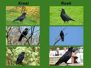 Kraai of roek