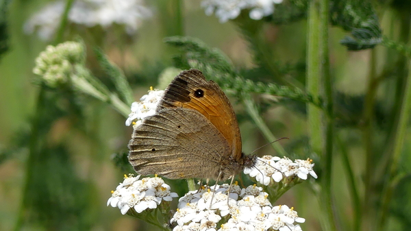 Zandoogje (Bruin -) 11