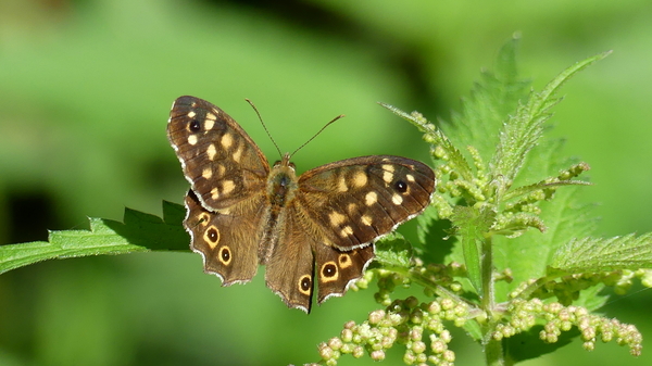 Zandoogje (Bont -) 12
