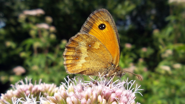 Zandoogje (Oranje -) 09