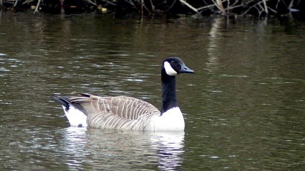 Gans (Canadese -) 68