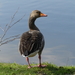 Gans (Grauwe -) 32