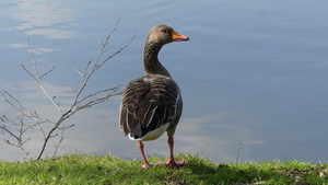 Gans (Grauwe -) 32