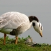 Gans (Indische -) 01