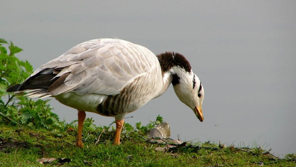 Gans (Indische -) 01