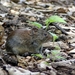 Rosse woelmuis