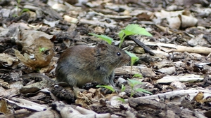 Rosse woelmuis