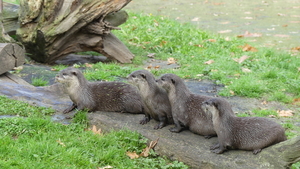 Otter 02