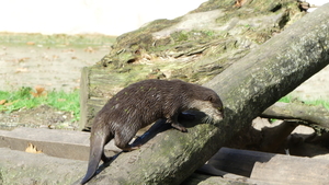 Otter 01