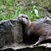 Otter 04 (AC)