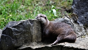 Otter 04 (AC)