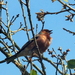 Vink 01